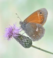 Attēlu rezultāti vaicājumam “Coenonympha tullia”