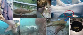 Image result for Nebrius ferrugineus