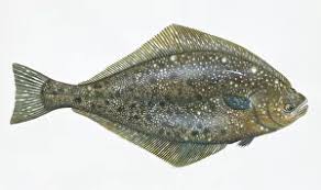 Image result for Hippoglossus hippoglossus