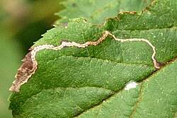 Attēlu rezultāti vaicājumam “Lyonetiidae”