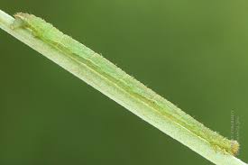 Attēlu rezultāti vaicājumam “Eupithecia subumbrata”