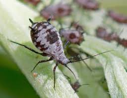 Attēlu rezultāti vaicājumam “Macrosiphoniella absinthii”