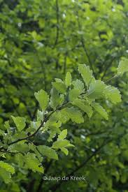 Attēlu rezultāti vaicājumam “Sorbus intermedia leaf”