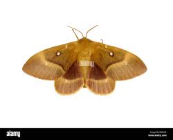 Attēlu rezultāti vaicājumam “Lasiocampa quercus imago”