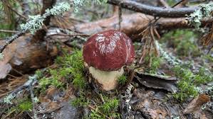 Attēlu rezultāti vaicājumam “Boletus pinophilus”