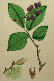 Attēlu rezultāti vaicājumam “Ulmus minor”