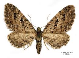 Attēlu rezultāti vaicājumam “Eupithecia pusillata”