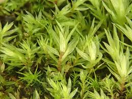 Attēlu rezultāti vaicājumam “Pohlia”