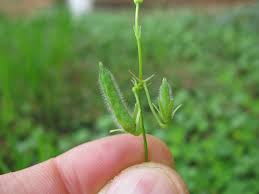 Attēlu rezultāti vaicājumam “Oxalis corniculata fruit”