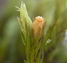 Attēlu rezultāti vaicājumam “Hemitrichia leiotricha stalked”