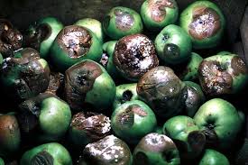 Attēlu rezultāti vaicājumam “Nectria sp., Neonectria sp.”