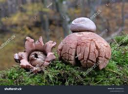 Attēlu rezultāti vaicājumam “Geastrum rufescens”