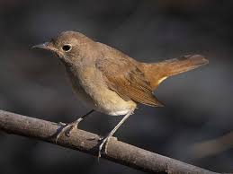 Image result for Luscinia luscinia