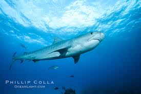 Image result for Galeocerdo cuvier