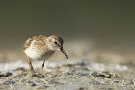 Image result for Calidris minutilla