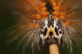 Attēlu rezultāti vaicājumam “Arctia caja larva”