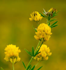 Attēlu rezultāti vaicājumam “Medicago”