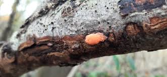 Attēlu rezultāti vaicājumam “Dictydiaethalium plumbeum”