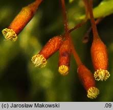 Attēlu rezultāti vaicājumam “Isothecium alopecuroides sporophyte”