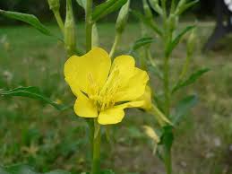 Attēlu rezultāti vaicājumam “Oenothera biennis fruit”