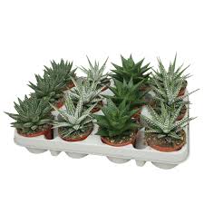 Image result for Haworthia mix