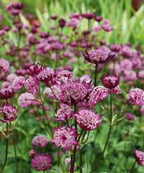 Image result for Astrantia majon `Abbey Road`