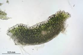 Attēlu rezultāti vaicājumam “Riccia sorocarpa macro”
