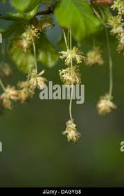 Attēlu rezultāti vaicājumam “Fagus sylvatica male flower”
