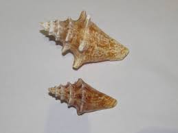 Image result for Aliger gigas