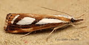 Attēlu rezultāti vaicājumam “Catoptria permutatellus”