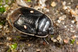 Attēlu rezultāti vaicājumam “Adomerus biguttatus”