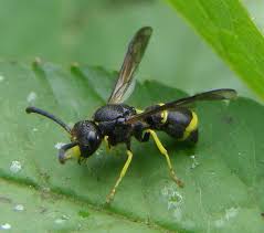 Attēlu rezultāti vaicājumam “Ancistrocerus sp.”