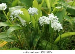 Attēlu rezultāti vaicājumam “Allium ursinum flower”