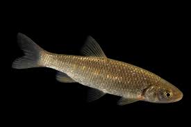 Attēlu rezultāti vaicājumam “Leuciscus idus”