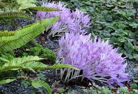 Attēlu rezultāti vaicājumam “Colchicum autumnale flower”