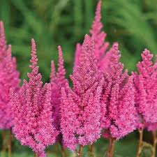Image result for Astilbe