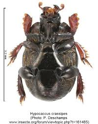 Attēlu rezultāti vaicājumam “Hypocaccus rugiceps”