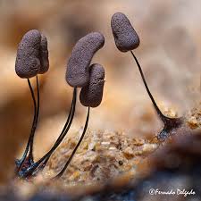 Attēlu rezultāti vaicājumam “Comatricha elegans”