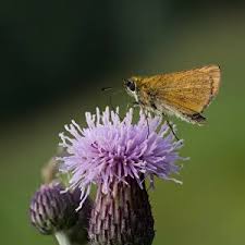 Attēlu rezultāti vaicājumam “Thymelicus lineola”