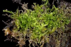 Attēlu rezultāti vaicājumam “Cephalozia bicuspidata”