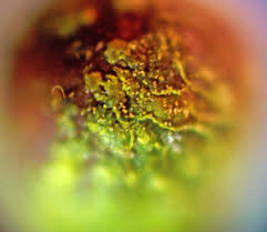 Attēlu rezultāti vaicājumam “Trichia botrytis var. cerifera spores”