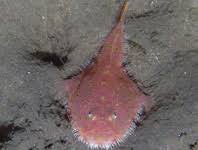 Image result for Acroteriobatus annulatus