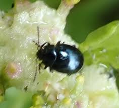 Attēlu rezultāti vaicājumam “Phaedon cochleariae”