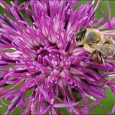 Attēlu rezultāti vaicājumam “Centaurea scabiosa bud”