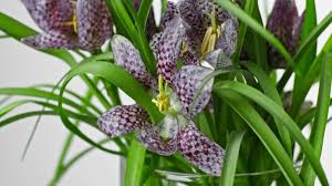 Attēlu rezultāti vaicājumam “Epitheca bimaculata”