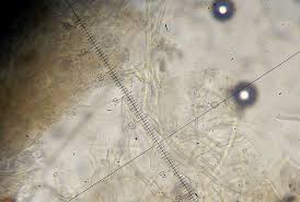 Attēlu rezultāti vaicājumam “Oxyporus corticola”