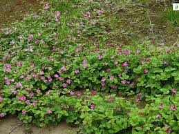 Attēlu rezultāti vaicājumam “Rubus arcticus”