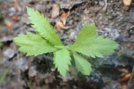 Attēlu rezultāti vaicājumam “Achillea salicifolia leaf”
