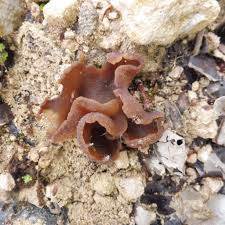 Attēlu rezultāti vaicājumam “Peziza badia”