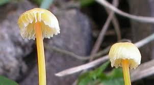 Attēlu rezultāti vaicājumam “Mycena”